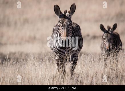 A zebra in a hot, harsh African landscape. Stock Photo