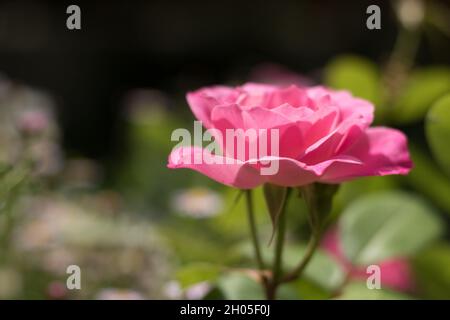 A pink rose with water droplets on its petals. Stock Photo