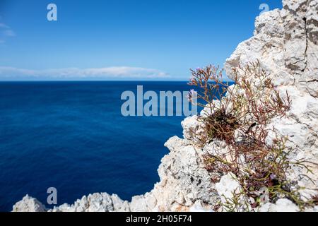 Rocky steep cliff with Limonium vulgare or Common Sea Lavender small grass close-up on blue vivid Ionian seascape background. Summer nature in Lefkada Stock Photo