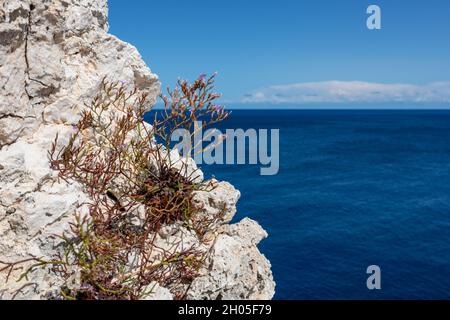 Rocky cliff with Limonium vulgare or Common Sea Lavender small grass close-up on blue vivid Ionian seascape background. Summer nature in Lefkada islan Stock Photo