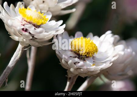 Beautiful, small white flowers found in Cape Town, South Africa. Stock Photo