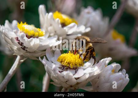 A honey bee sits on a small white flower, looking for nectar. Stock Photo