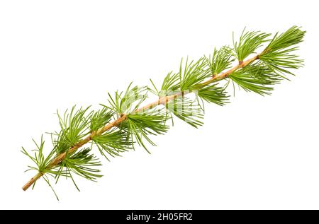 Larch branch isolated on white background Stock Photo