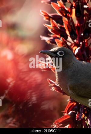 A Cape White-Eye bird sits perched on the stem of a red flower in the Botanical Gardens of Cape Town, South Africa. Stock Photo
