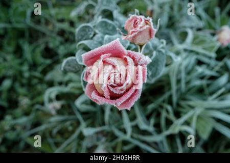 Frozen rosebud close-up on a blurred background. Pink flower in crystals of frost. In the morning frost, rose petals are covered with hoarfrost. Stock Photo