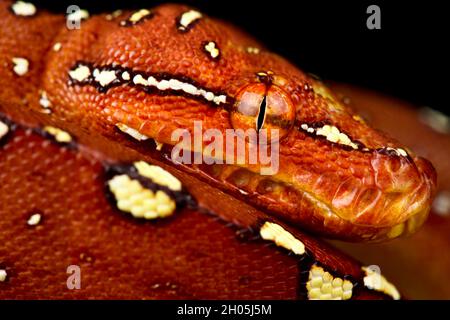Green tree python (Morelia azurea) Stock Photo