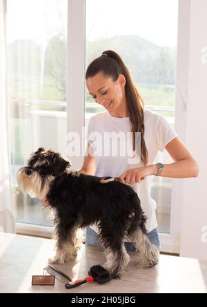 Pretty girl combing cute dog miniature schnauzer on table at home Stock Photo
