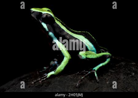 Three-striped poison frog (Ameerega trivittata) Stock Photo