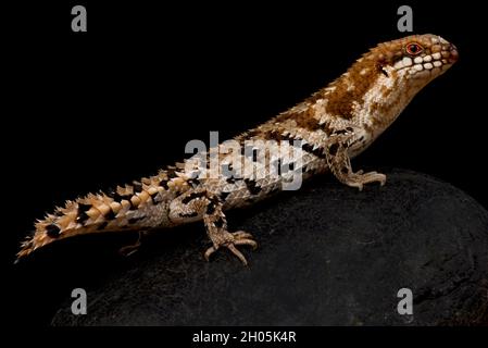 Pygmy spiny tailed skink (Egernia depressa) Stock Photo