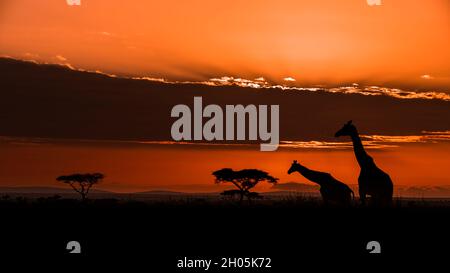 Amazing sunset and sunrise with giraffes and trees in Serengueti . Panorama silhouette tree in africa with sunset. Tree silhouetted against a setting Stock Photo