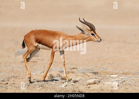 Male Arabian mountain gazelle (Gazella cora) in natural habitat, Arabian Peninsula Stock Photo