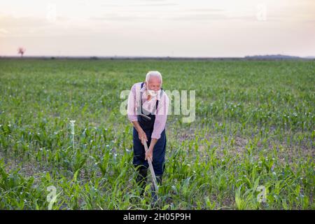 Senior farmer weeding soil with hoe in corn field in early summer time Stock Photo