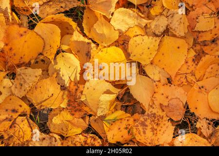 Yellow fallen birch foliage on the ground in the forest as background Stock Photo