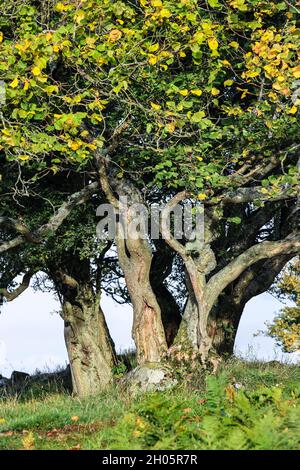 Gnarled Tree Trunks in autumn, Teesdale, County Durham, UK Stock Photo
