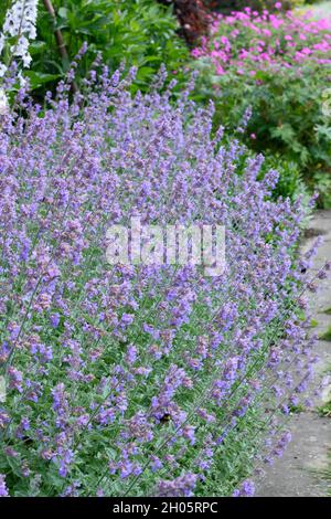 Nepeta. Catmont. Nepeta racemosa 'Walker's Low' dwarf catmint, aromatic ...