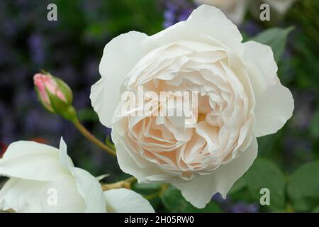 Desdemona rose. Creamy pink blossoms of Rosa 'Desdemona' (Auskindling), English shrub rose  UK Stock Photo