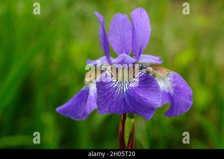 Iris sibirica ‘Blue King’ Siberian iris displaying characteristic deep purple flowers with yellow veined throats. UK Stock Photo