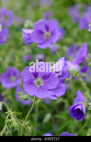 Geranium 'Orion' cranesbill displaying masses of  distinctive purple blue blooms in a garden border, UK Stock Photo