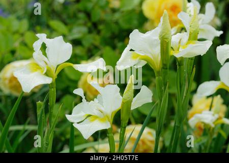 Iris sibirica 'Snow Queen' Siberian iris. with yellow throats on white blooms. UK Stock Photo