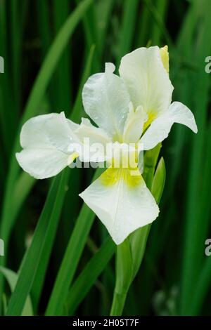 Iris sibirica 'Snow Queen' Siberian iris. with yellow throats on white blooms. UK Stock Photo