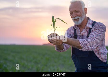 Close up of corn sprout in farmer's hand. Plant care and protection concept Stock Photo