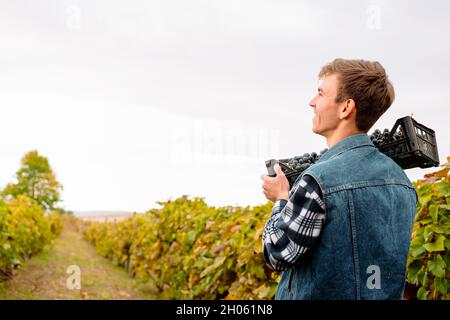 Portrait of a young worker man with basket full of freshly picked up wine grapes, harvesting on the vineyard during the evening. Stock Photo