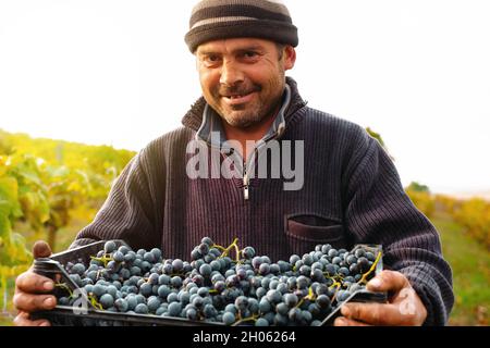 Close up photo of a farmer worker simple man in warm sweater and hat holding in his hands a box full with grapes for further use. Stock Photo
