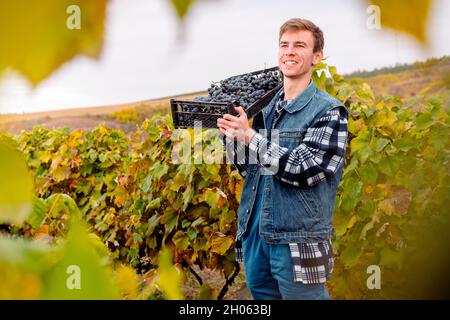 Farmer working in the vineyards during the harvest, posing with cheerful facial emotion holding the box of grapes. Stock Photo