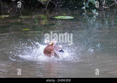 pretty duck having a wash and splashing in the river Stock Photo