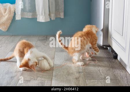 Two red kittens are playing on the floor. Lifestyle Stock Photo