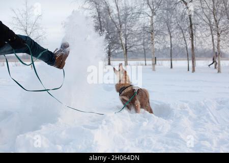 Dog playing with snow, having fun. Man kicking snow in the air. Stock Photo