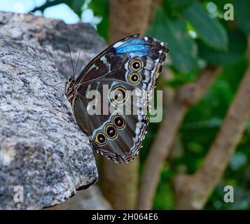 Blue Morpho butterfly at rest on a rock, showing eyespots on the underside of its wing Stock Photo