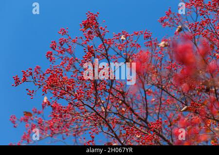Tree branches full of  bright red berries against blue sky Stock Photo