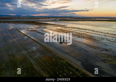 Aerial view of rice fields, flocks of birds and agricultural machinery during sunset on Lake Albufera. Comunidad Valenciana Stock Photo