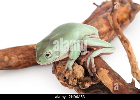 The Australian green tree frog on a branch isolated on white background with clipping path and full depth of field Stock Photo