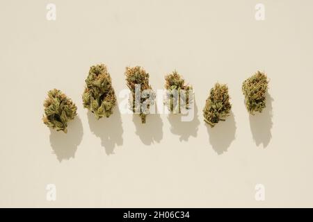 Marijuana buds lay in row on ivory table, top view, close-up. Cannabis dried flowers. Weed stuff, legal CBD recreational use. Stock Photo