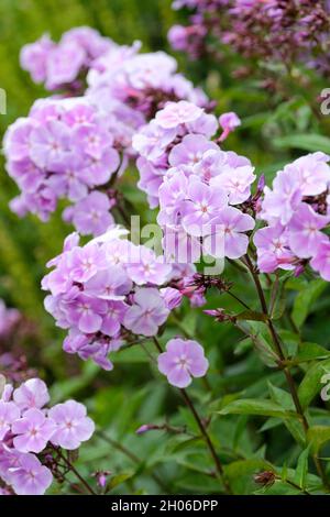 Phlox paniculata 'Franz Schubert'. Perennial phlox 'Franz Schubert'. Pale pink flowers in early summer Stock Photo