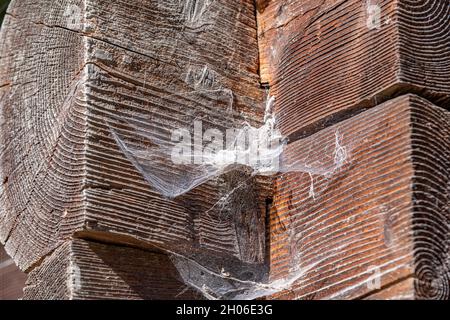 Spider web on a wooden wall. Stock Photo