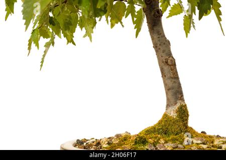 Zelkove bonsai tree with moss and soil isolated on a white background Stock Photo