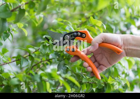 Close up of hand trimming plants with pruning shears in garden Stock Photo