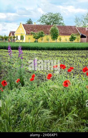 Purple rocket and poppy. Spring wildflowers in village. Vojvodina landscape in spring. Famous farm in Temerin in a flowery environment. Stock Photo