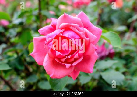 Close up of one delicate vivid pink magenta rose in full bloom and green leaves in a garden in a sunny summer day, beautiful outdoor floral background Stock Photo