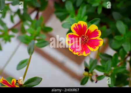 Beautiful office time flower with leaves. Used selective focus. Stock Photo