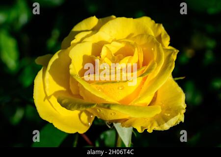 Close up of one large and delicate vivid yellow orange rose in full bloom and small water drops in a summer garden, in direct sunlight, with blurred g Stock Photo