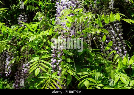 Many light blue Wisteria flowers and large green leaves towards clear blue sky in a garden in a sunny spring day, beautiful outdoor floral background Stock Photo