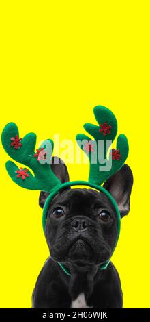 portrait of a cute french bulldog dog wearing reindeer horns and celebrating christmas Stock Photo