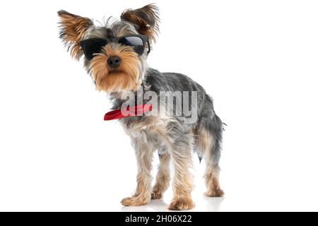 sweet elegant yorkshire terrier dog wearing sunglasses and red bowtie while standing isolated on white background in studio Stock Photo