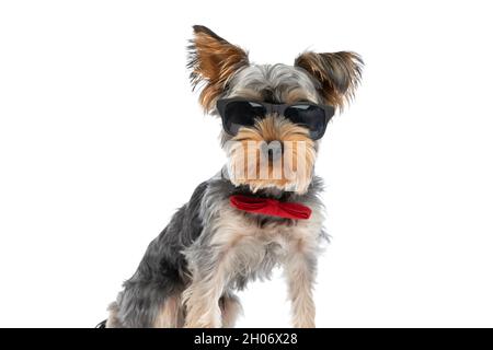 cool yorkshire terrier dog wearing red bowtie and sunglasses while sitting isolated on white background in studio Stock Photo