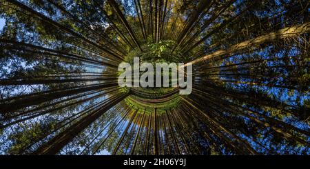 hyperbolic little planet projection of spherical panorama in sunny autumn day in pine forest with blue sky Stock Photo