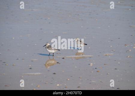 Two dunlins on the tideland of the German North Sea (Norderney Island) Stock Photo